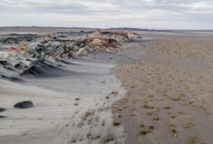 Fungos podem restaurar terras degradadas e combater crise climática