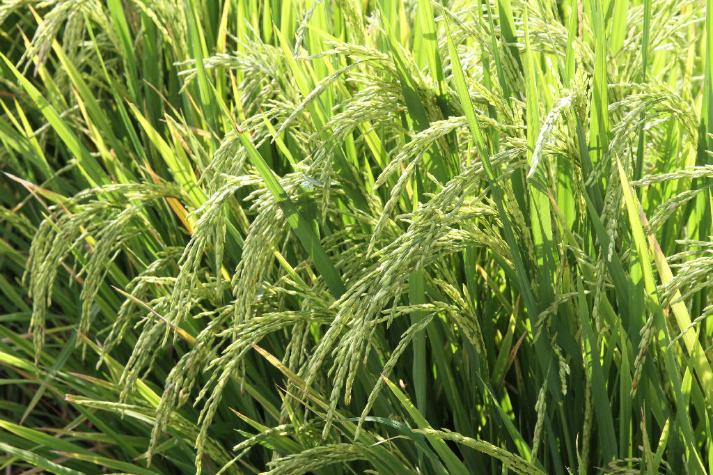 PIB do Rio Grande do Sul mantém estabilidade mesmo com recuo no setor agropecuário