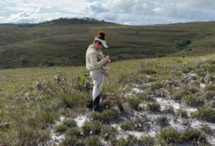 Polinizadores são vitais para a sobrevivência das canelas-de-ema no Cerrado