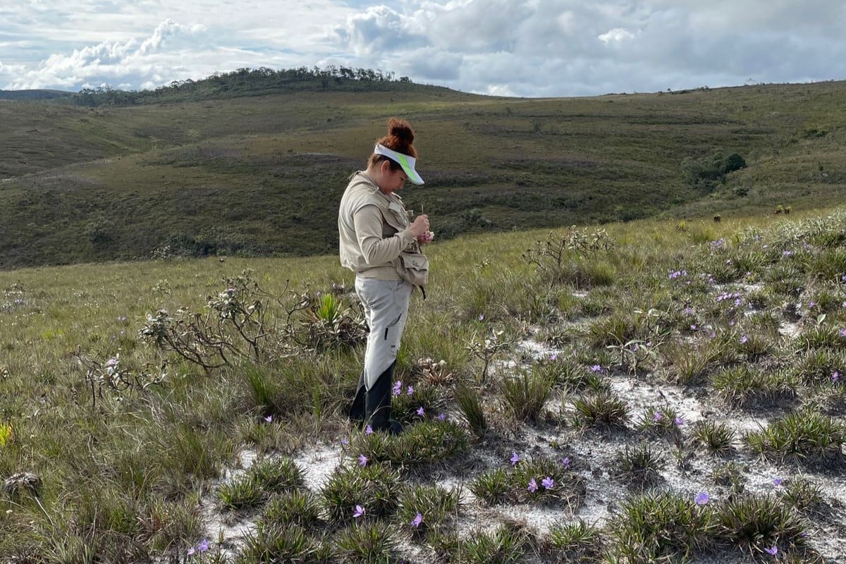 Polinizadores são vitais para a sobrevivência das canelas-de-ema no Cerrado