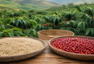 Produtores de café têm até 18 de setembro para participar do 36º Prêmio Ernesto Illy