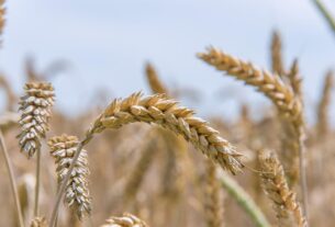 Queda de 23,5% na safra de trigo eleva custos e ameaça preços de alimentos no Brasil