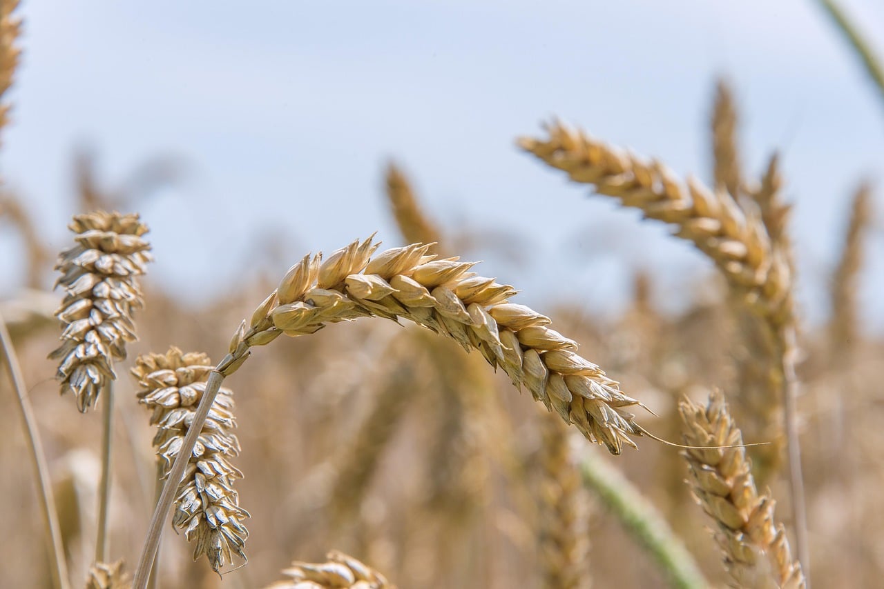 Queda de 23,5% na safra de trigo eleva custos e ameaça preços de alimentos no Brasil