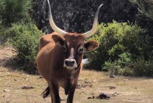 Raça bovina cachena ressurge na Espanha como aliada contra incêndios florestais