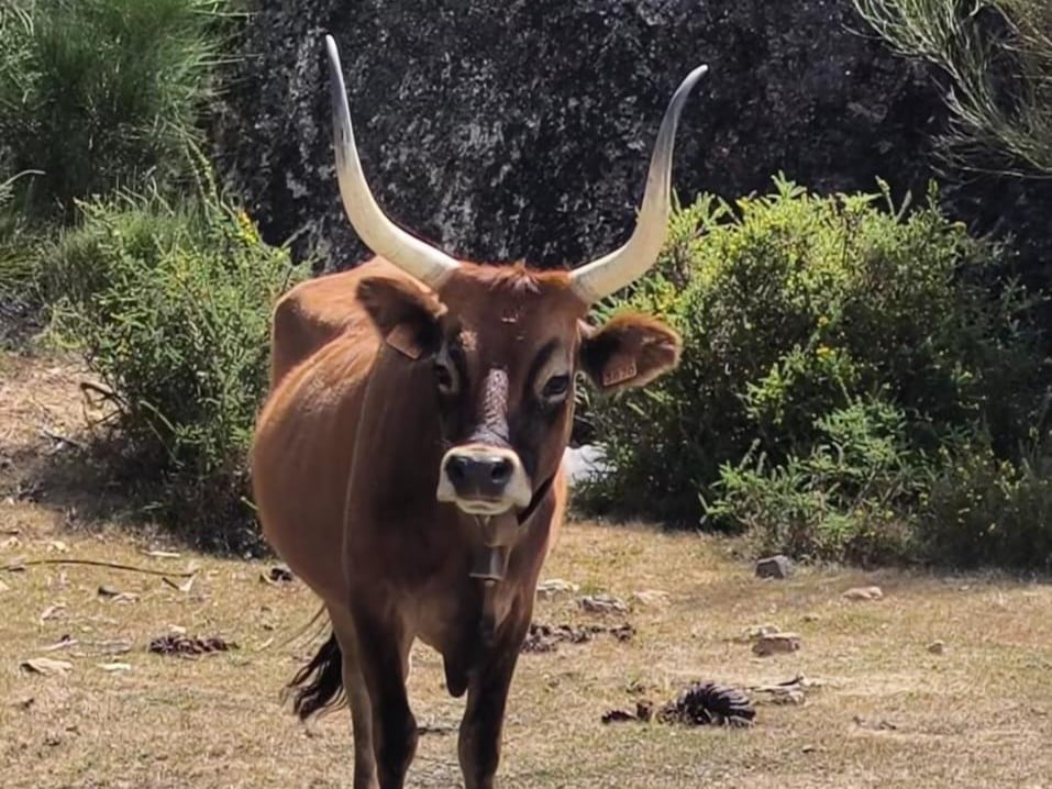 Raça bovina cachena ressurge na Espanha como aliada contra incêndios florestais