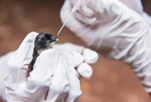 SP confirma segundo caso de gripe aviária do ano em ave encontrada no Ibirapuera
