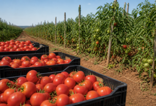 Tomate entra no programa de garantia de preços para agricultura familiar