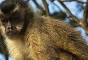 Visitante atrai macaco-prego com planta e o derruba com tapa em SC