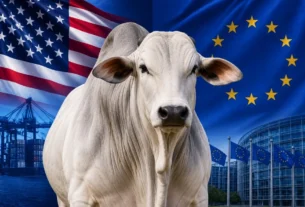 Arroba do boi vive expectativa de alta em setembro com demanda dos EUA e restrições da UE