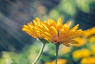 Bagaço de uva vira biofertilizante e potencializa cultivo de flores comestíveis
