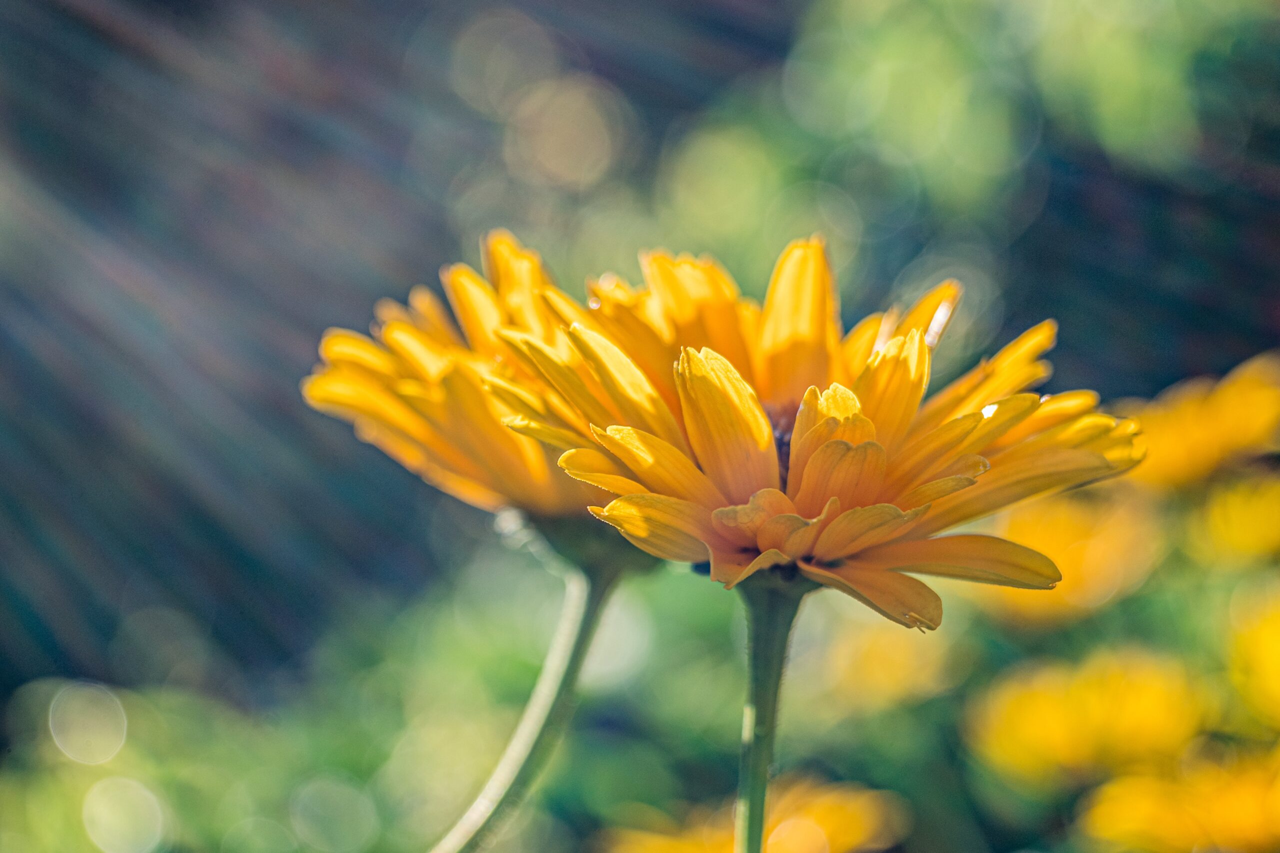 Bagaço de uva vira biofertilizante e potencializa cultivo de flores comestíveis