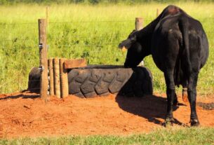 Bebedouro sujo reduz ganho de peso do gado e impacta produtividade