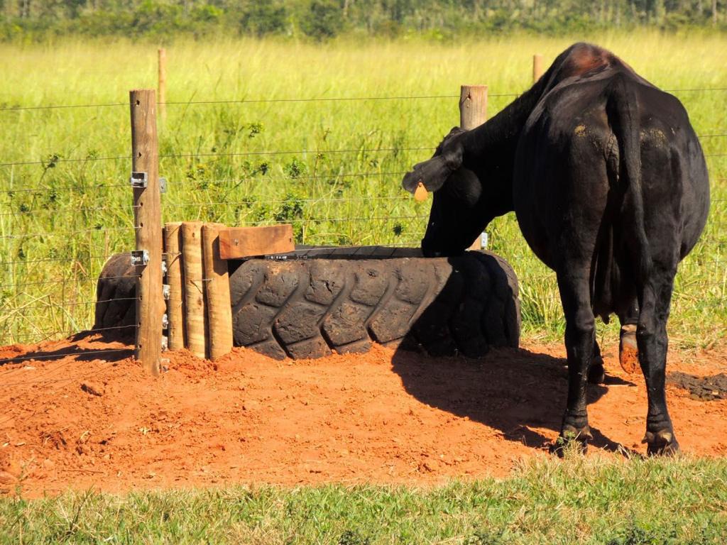 Bebedouro sujo reduz ganho de peso do gado e impacta produtividade