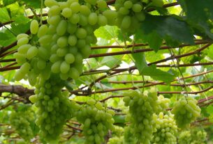 Biofertilizante de bagaço de uva eleva em 250% antioxidantes em flores