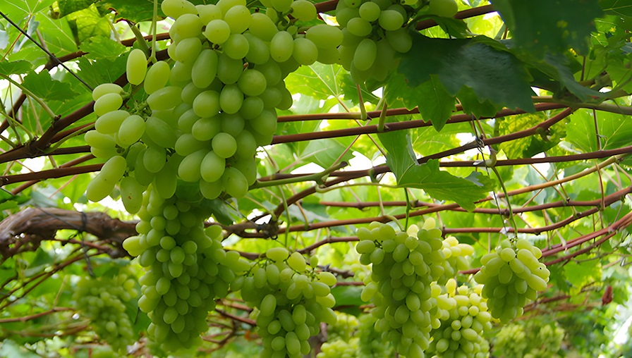Biofertilizante de bagaço de uva eleva em 250% antioxidantes em flores