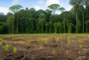 BNDES destina R$ 200 milhões para restauração florestal na Amazônia