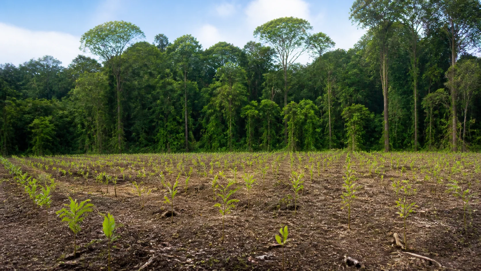 BNDES destina R$ 200 milhões para restauração florestal na Amazônia