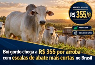 Boi gordo atinge R$ 355 por arroba em meio à escassez de oferta no Brasil