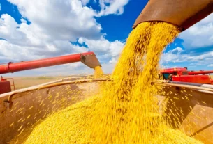 Brasil consolida liderança global na produção de soja com safra recorde prevista