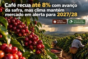 Café sofre queda de até 8% com aumento da safra, enquanto clima gera incertezas para 2027/28