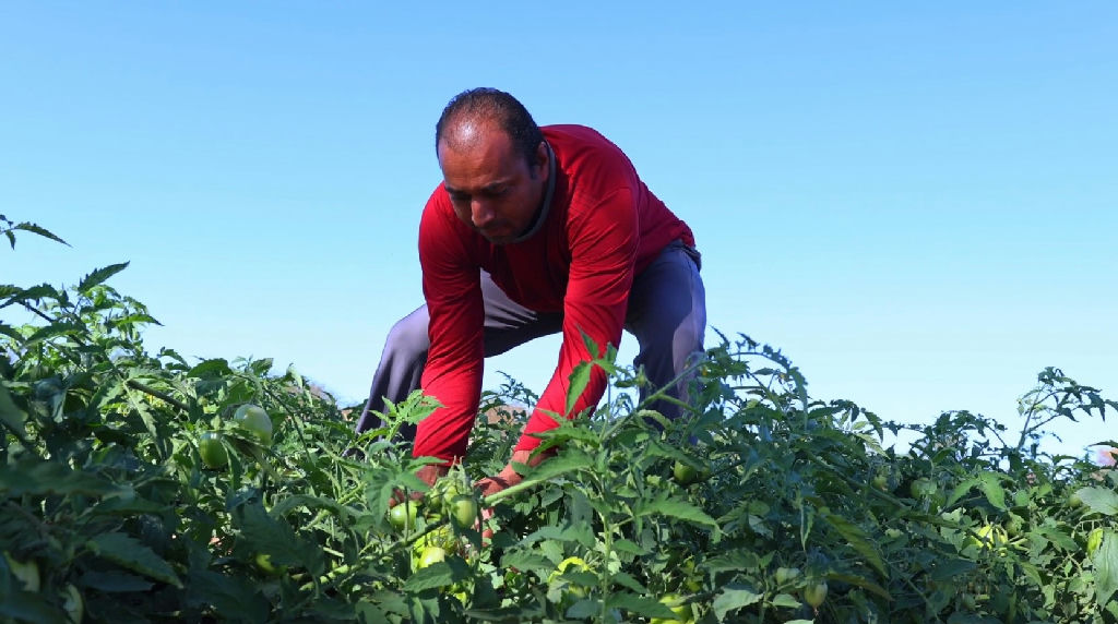 Candidatos são convocados a apoiar a agroecologia em São Paulo