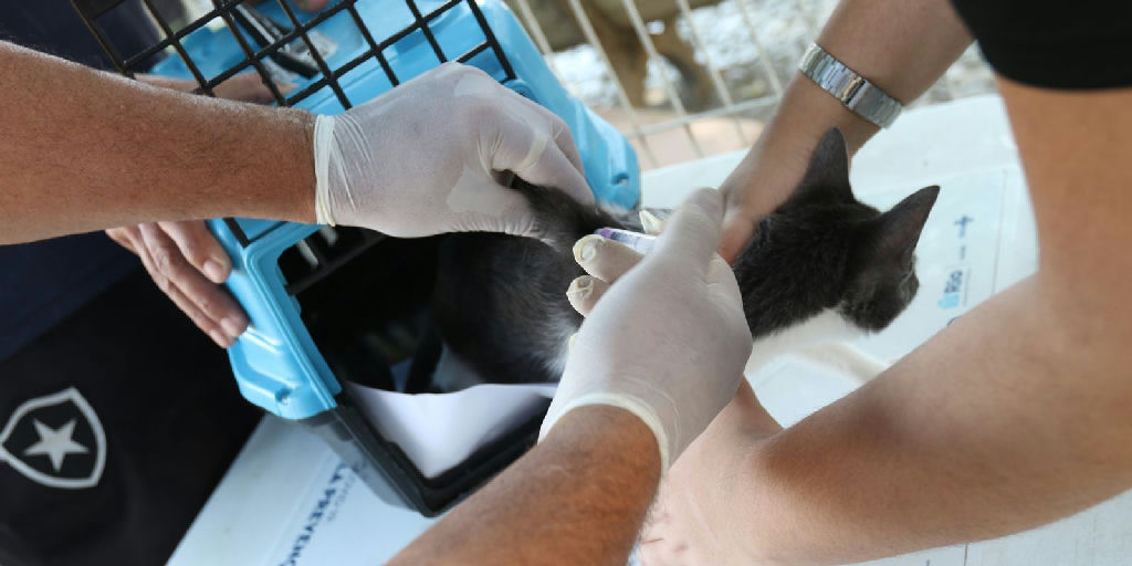 Cão contrai raiva após contato com morcego no Rio e autoridades alertam para vacinação