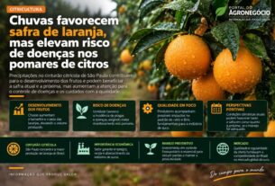 Chuvas impulsionam safra de laranja mas elevam alerta fitossanitário em São Paulo