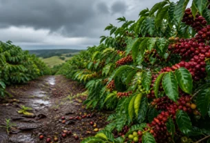 Colheita de café arábica na região da Expocacer chega a 96% da safra