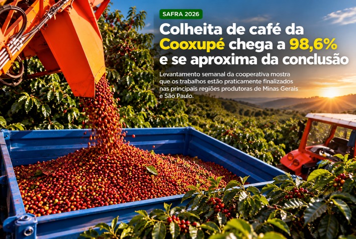Colheita de café da Cooxupé atinge 98,6% e entra na reta final