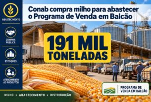 Conab adquire 191 mil toneladas de milho para reforçar o Programa de Venda em Balcão