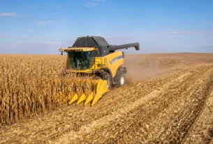 Conab aponta que colheita de milho safrinha atinge 98,1% da área plantada no país