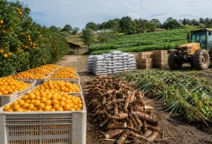 Conab inicia mapeamento dos custos de produção de laranja e mandioca na Bahia
