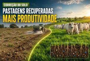 Correção do solo recupera pastagens e aumenta a produtividade da pecuária