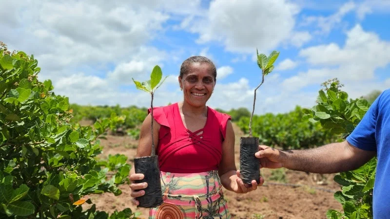 Cultivo de caju surge como estratégia de renda no sertão cearense