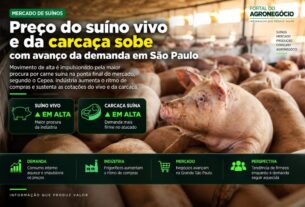 Demanda em alta eleva preços do suíno vivo e da carcaça em São Paulo