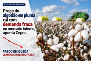 Demanda interna fraca impacta preço do algodão em pluma no Brasil