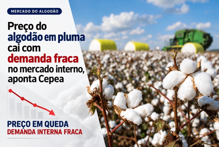 Demanda interna fraca impacta preço do algodão em pluma no Brasil