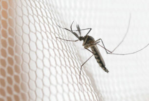 Dengue em São Paulo: noroeste do estado lidera incidência de casos em 2026