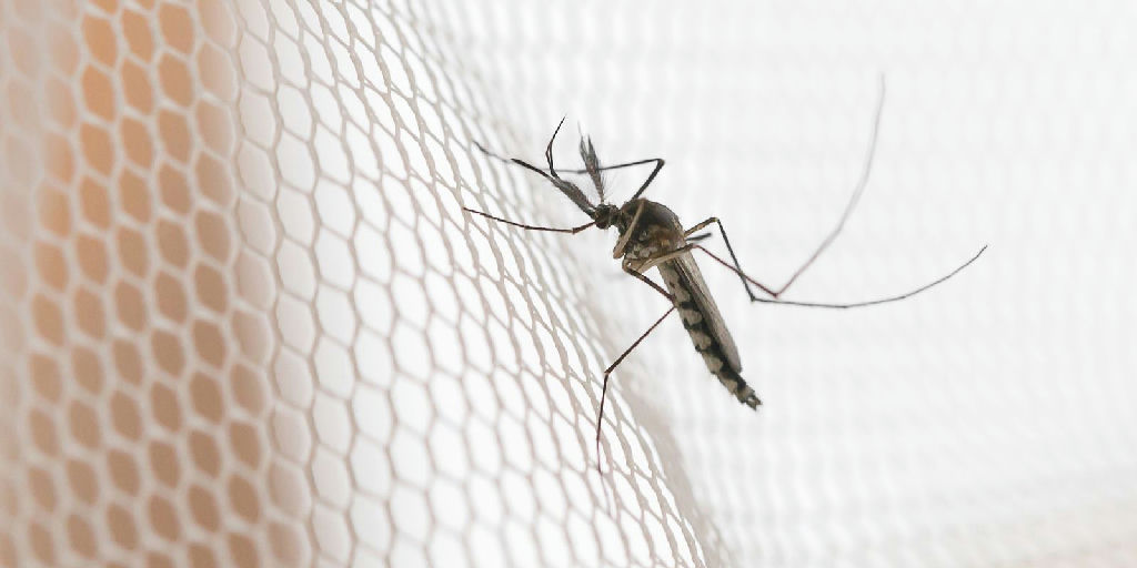 Dengue em São Paulo: noroeste do estado lidera incidência de casos em 2026
