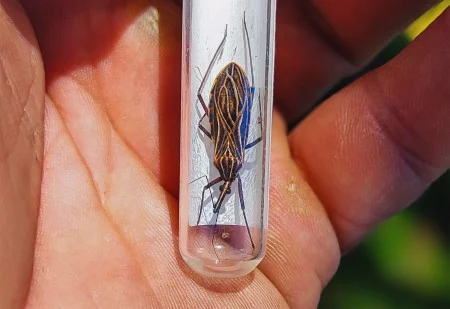 Desmatamento na Amazônia eleva riscos de leishmaniose e doença de Chagas