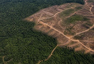 Desmatamento no Cerrado recua 18,9% em agosto enquanto Amazônia registra alta de 12,1%