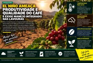 El Niño impacta a produção de café e demanda manejo integrado nas lavouras