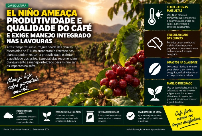 El Niño impacta a produção de café e demanda manejo integrado nas lavouras