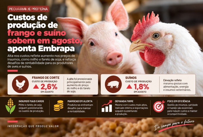 Embrapa registra alta nos custos de suínos e aves em agosto devido ao preço da ração
