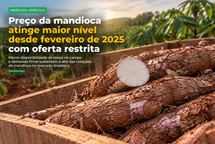 Escassez e chuvas elevam preço da mandioca ao patamar mais alto desde fevereiro de 2025