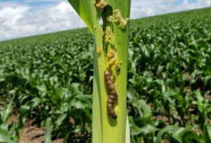 Estratégia Barreira Spodoptera busca frear avanço de lagartas em lavouras de soja e milho