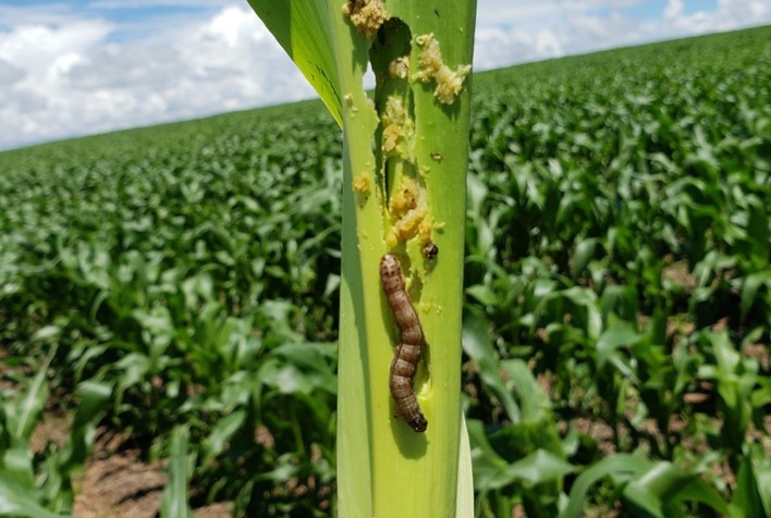 Estratégia Barreira Spodoptera busca frear avanço de lagartas em lavouras de soja e milho