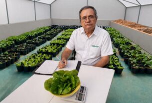 Estudo da UFV transforma manejo agrícola ao aplicar silicatos na nutrição e correção do solo