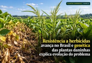 Evolução genética de plantas daninhas impulsiona resistência a herbicidas nas lavouras brasileiras