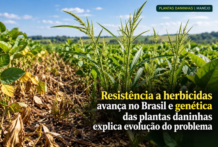 Evolução genética de plantas daninhas impulsiona resistência a herbicidas nas lavouras brasileiras